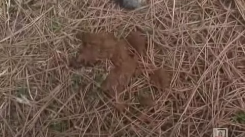 Shitting At The Public Park