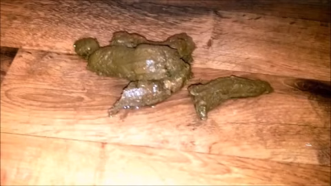 Shit On My Floor